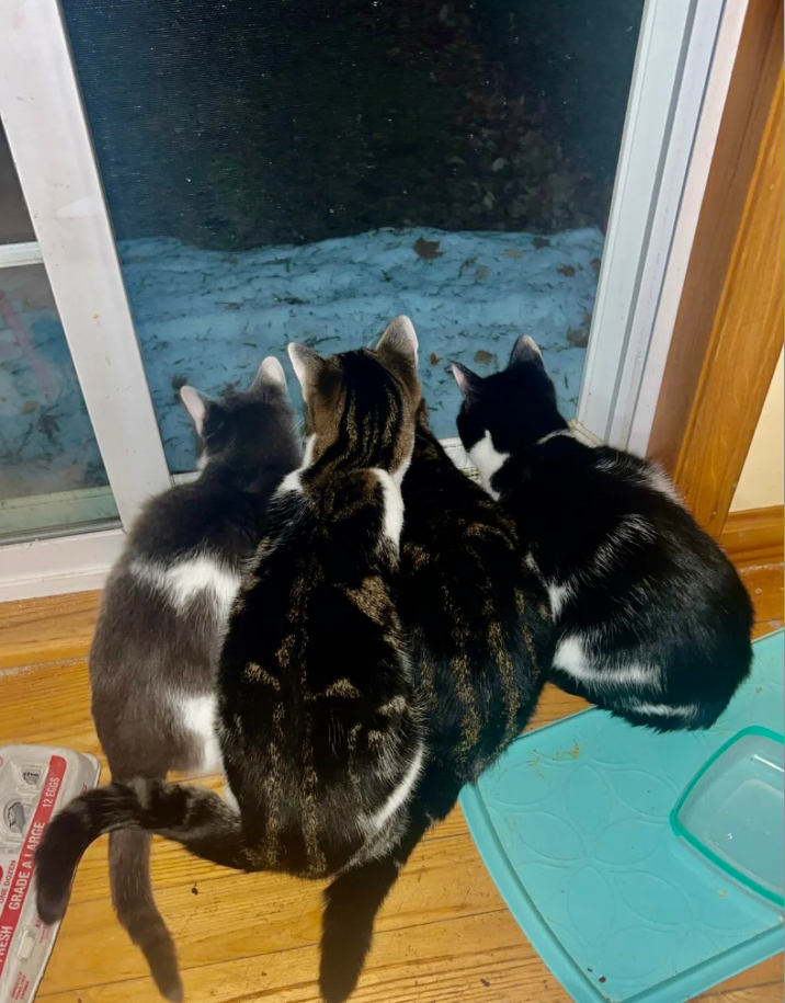 ESH UNE DOZEN GRADE A LARGE 12 EGGS