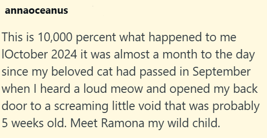 annaoceanus This is 10,000 percent what happened to me lOctober 2024 it was almost a month to the day since my beloved cat had passed in September when I heard a loud meow and opened my back door to a screaming little void that was probably 5 weeks old. Meet Ramona my wild child.