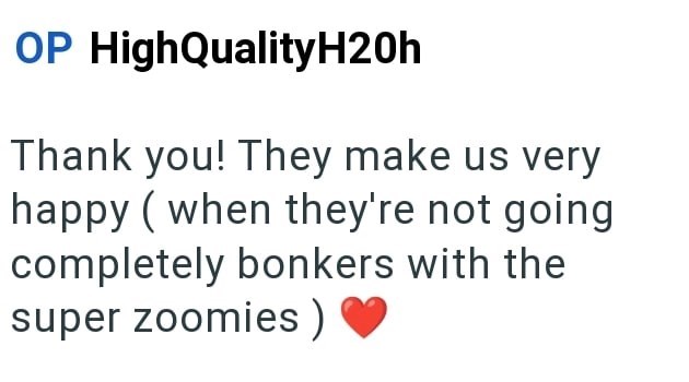 OP High QualityH20h Thank you! They make us very happy (when they're not going completely bonkers with the super zoomies)
