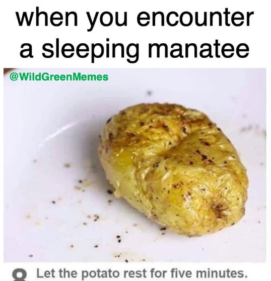 when you encounter a sleeping manatee @WildGreenMemes Let the potato rest for five minutes.