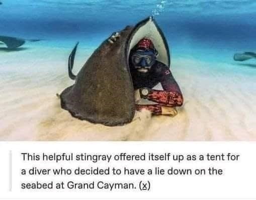 This helpful stingray offered itself up as a tent for a diver who decided to have a lie down on the seabed at Grand Cayman. (x)