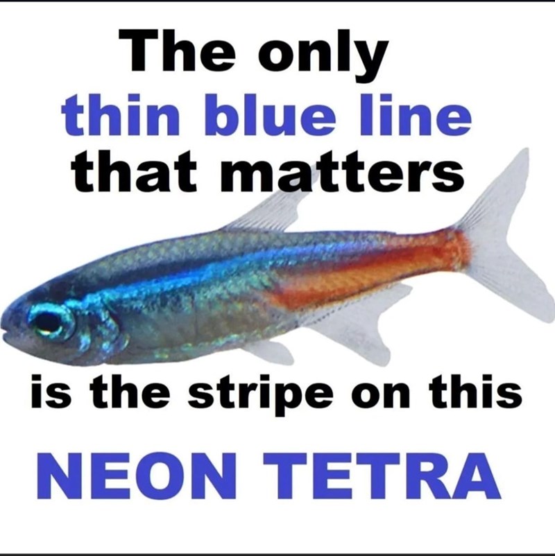The only thin blue line that matters is the stripe on this NEON TETRA