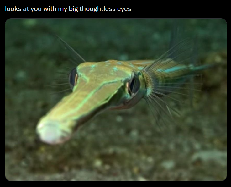 looks at you with my big thoughtless eyes