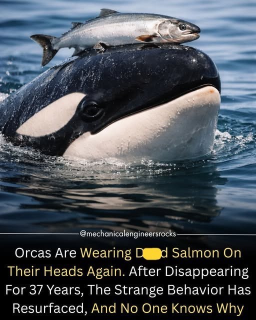 -@mechanicalengineersrocks- Orcas Are Wearing D d Salmon On Their Heads Again. After Disappearing For 37 Years, The Strange Behavior Has Resurfaced, And No One Knows Why