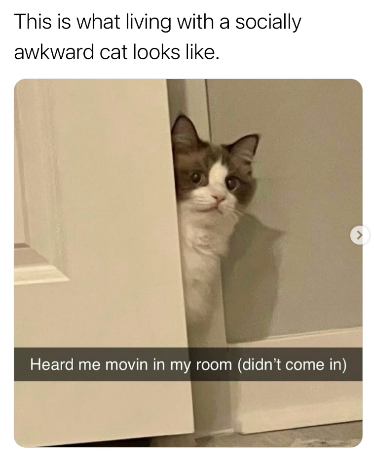 This is what living with a socially awkward cat looks like. Heard me movin in my room (didn't come in)
