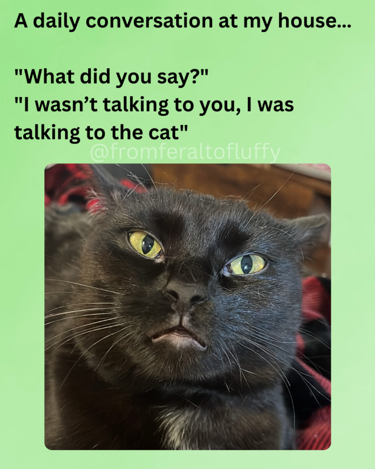 A daily conversation at my house... "What did you say?" "I wasn't talking to you, I was talking to the cat" @fromferaltofluffy