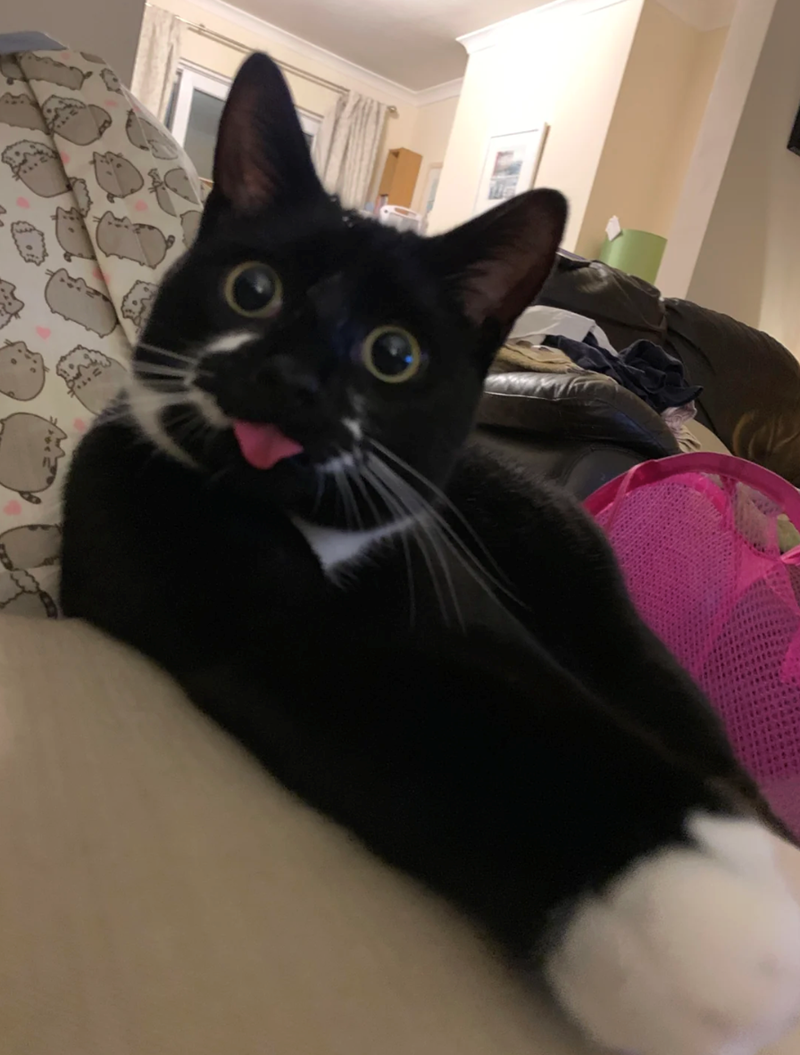 Cheezburger Image 10621215744