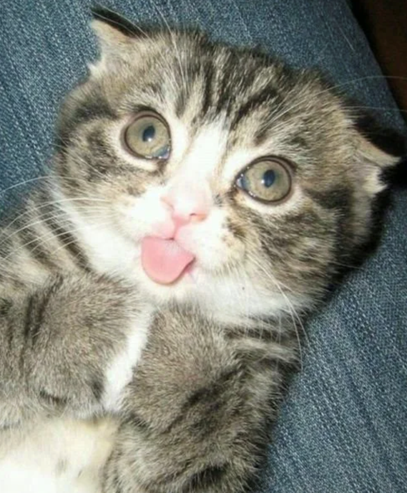 Cheezburger Image 10621216000