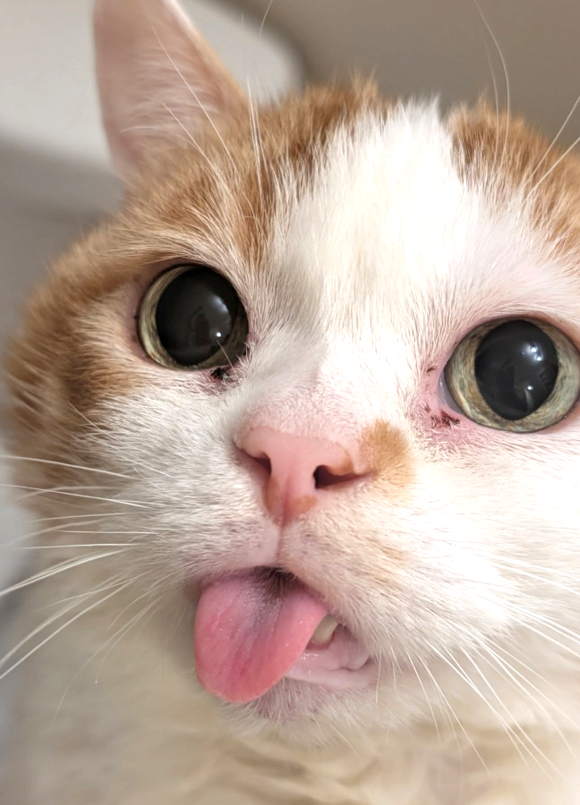 Cheezburger Image 10621216256