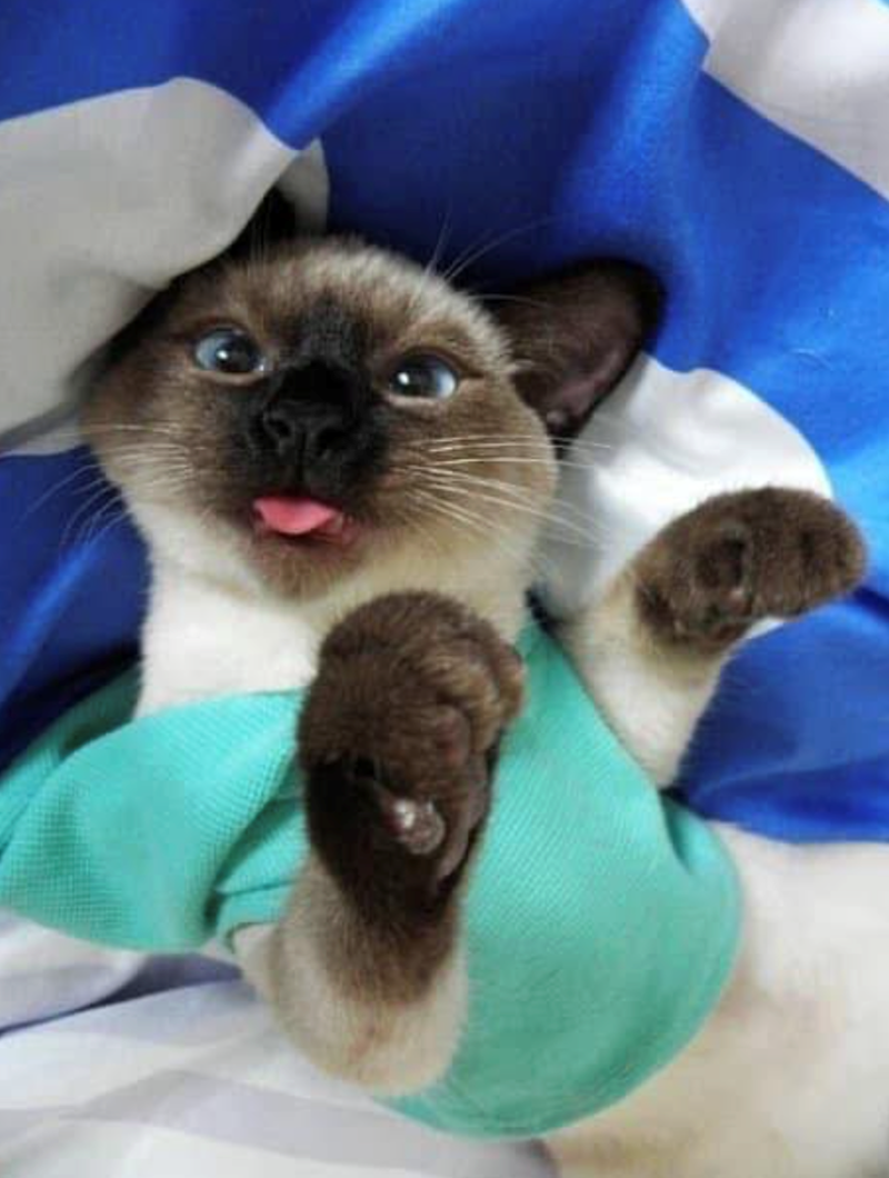 Cheezburger Image 10621216512