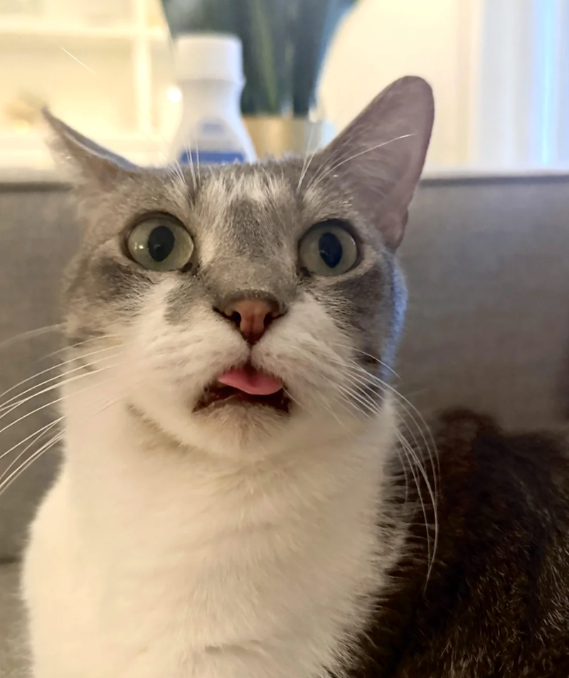 Cheezburger Image 10621217280