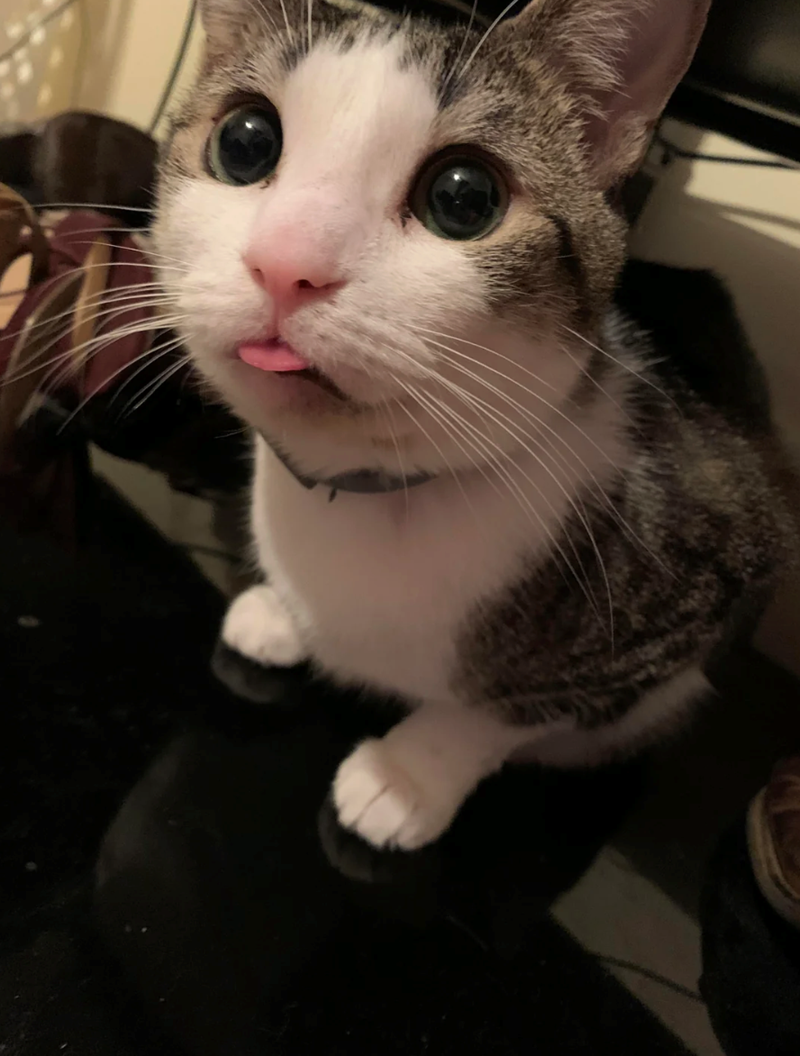 Cheezburger Image 10621217792