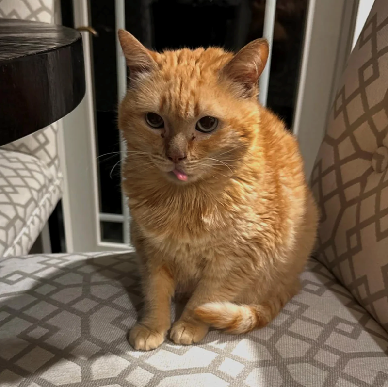 Cheezburger Image 10621218304