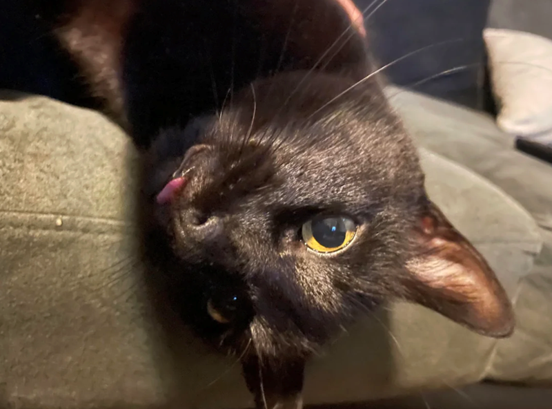 Cheezburger Image 10621218560