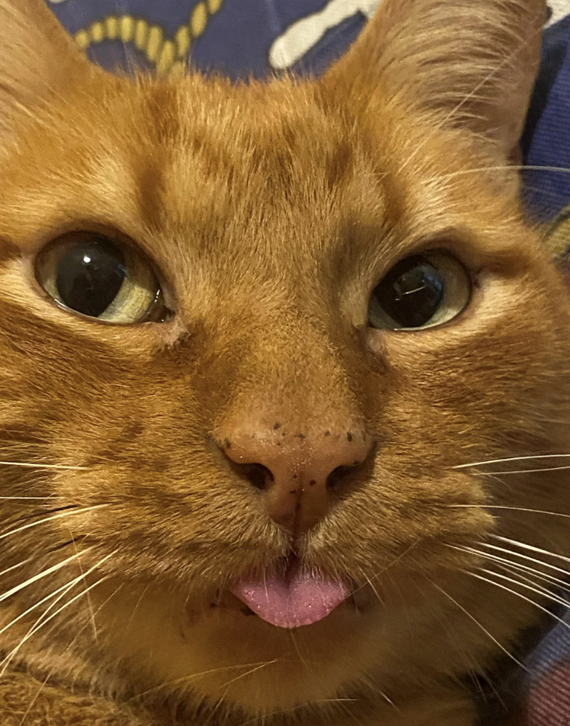 Cheezburger Image 10621218816