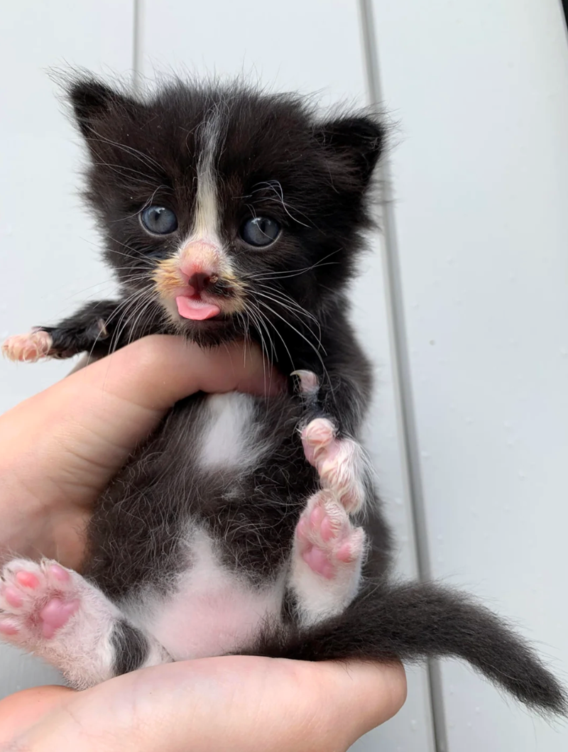 Cheezburger Image 10621219072