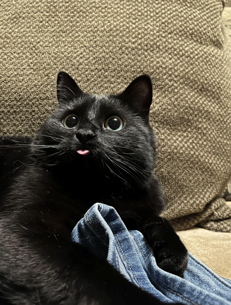 Cheezburger Image 10621219584