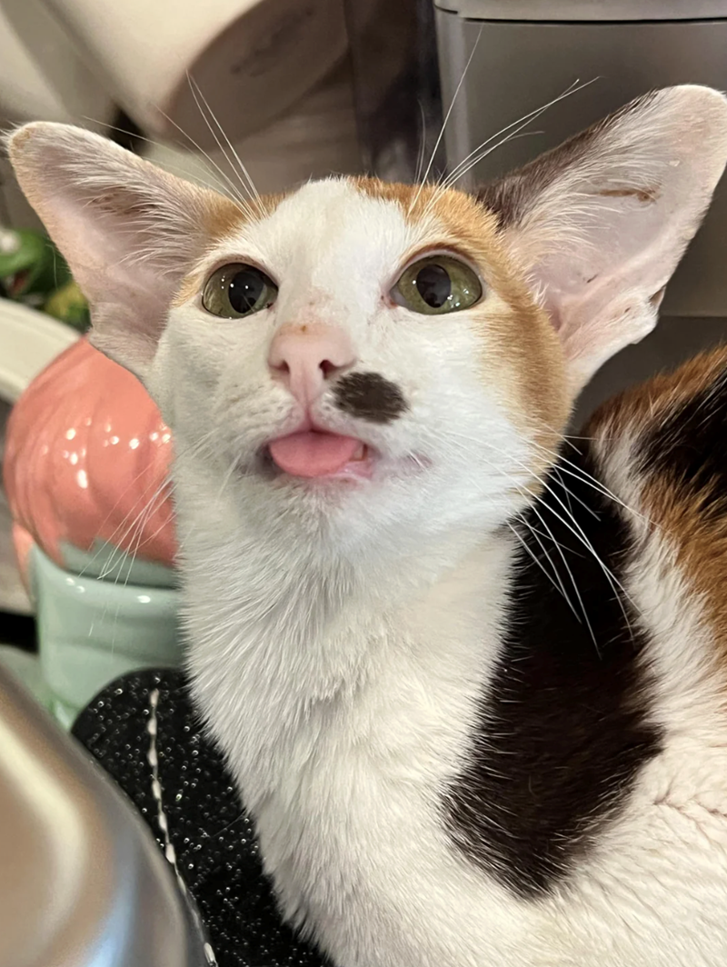 Cheezburger Image 10621219840