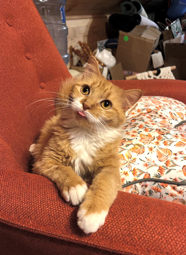 Cheezburger Image 10621220096