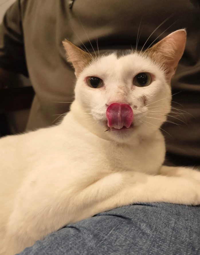 Cheezburger Image 10621220864