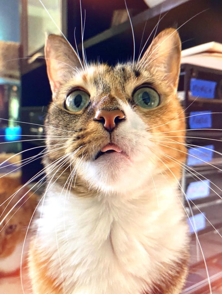 Cheezburger Image 10621221120