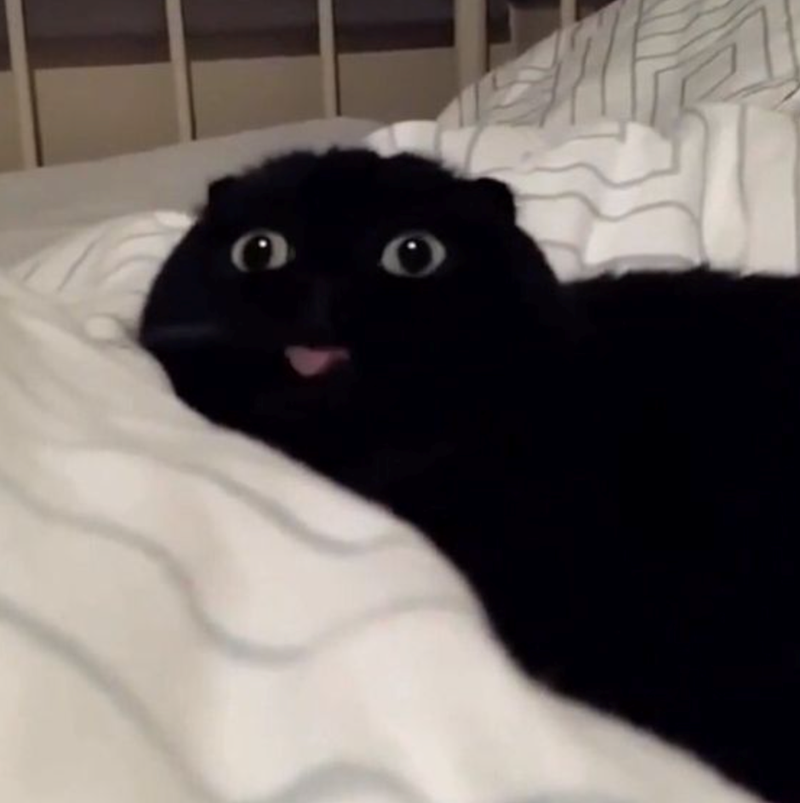 Cheezburger Image 10621221376