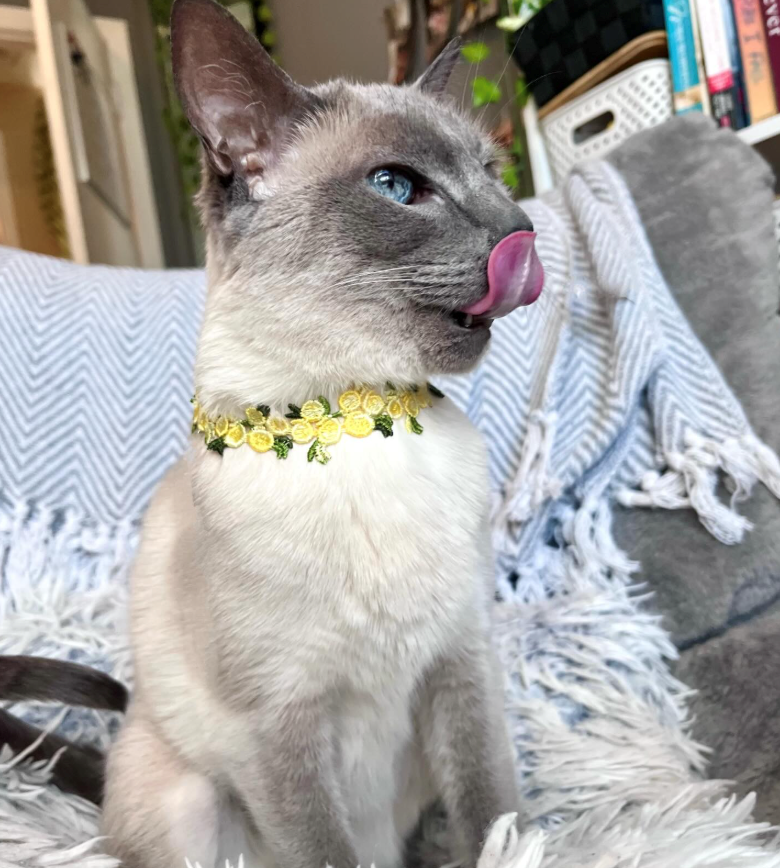 Cheezburger Image 10621221632