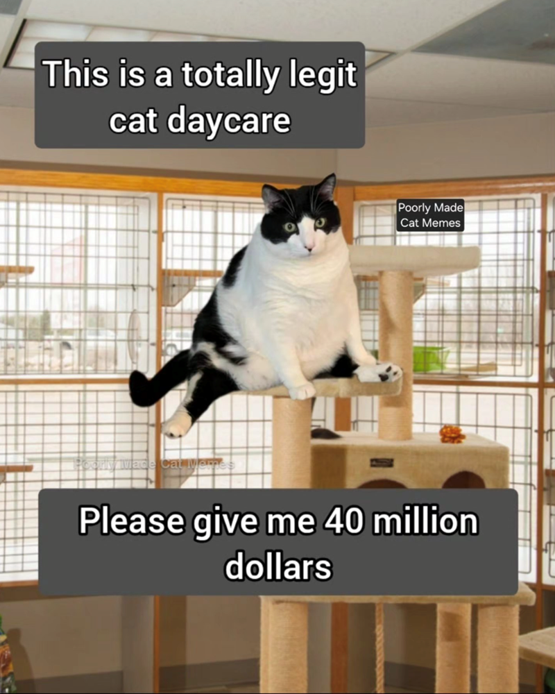 This is a totally legit cat daycare Poorly Made Cat Memes Poorly Mace Cat Memes Please give me 40 million dollars