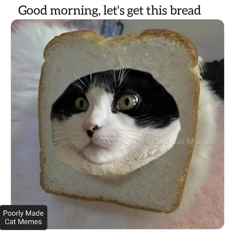 Good morning, let's get this bread Poorly Made Cat Memes Poorly Made Cat Memes