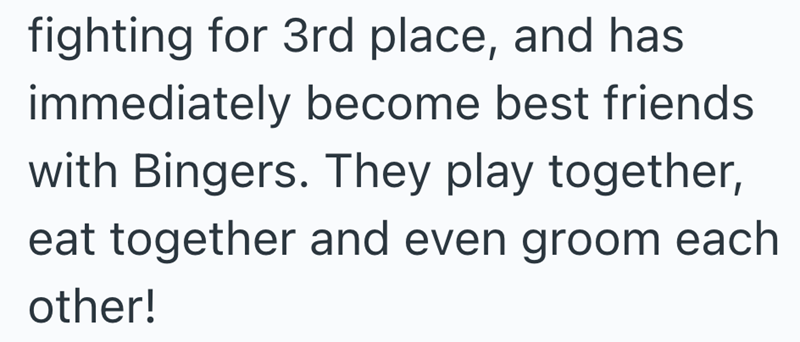 fighting for 3rd place, and has immediately become best friends with Bingers. They play together, eat together and even groom each other!