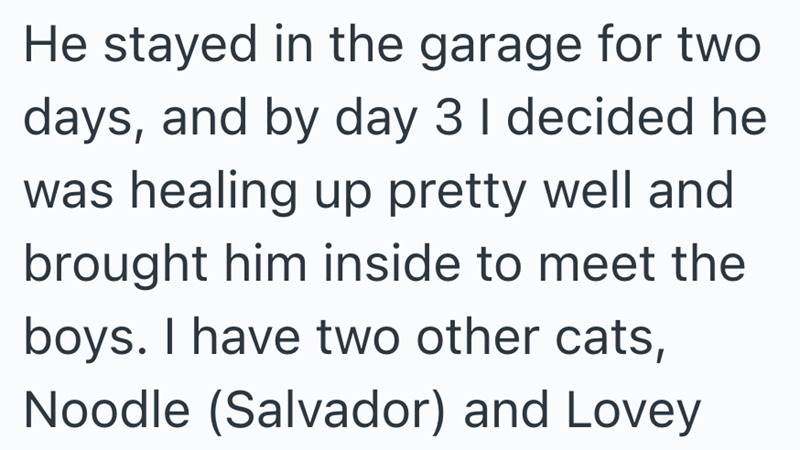 He stayed in the garage for two days, and by day 3 I decided he was healing up pretty well and brought him inside to meet the boys. I have two other cats, Noodle (Salvador) and Lovey