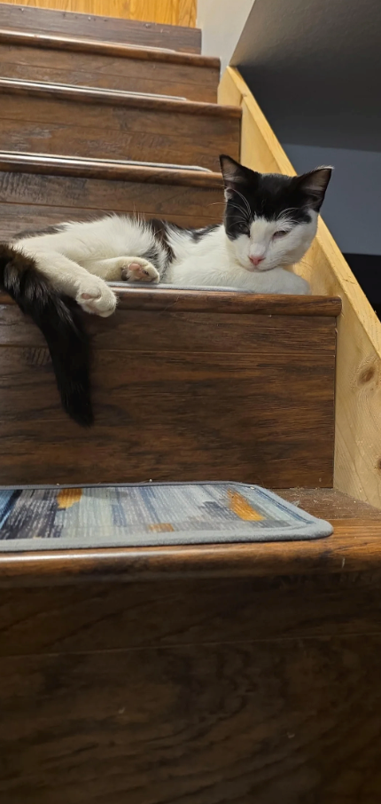 Cheezburger Image 10621230592