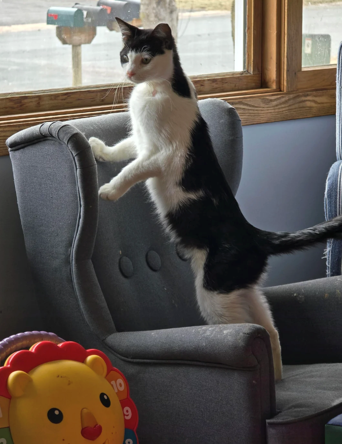 Cheezburger Image 10621231104