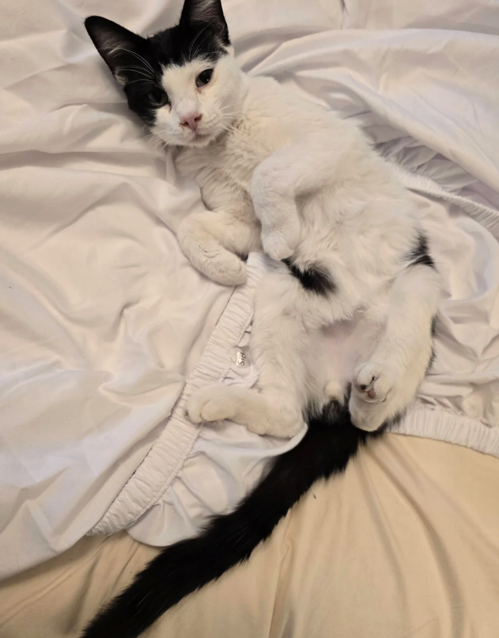 Cheezburger Image 10621231872