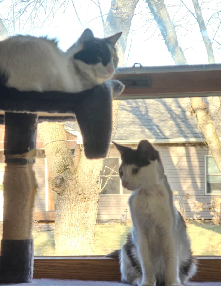 Cheezburger Image 10621232128