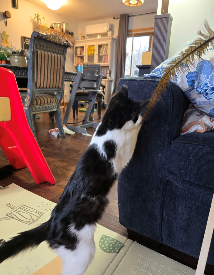 Cheezburger Image 10621233408