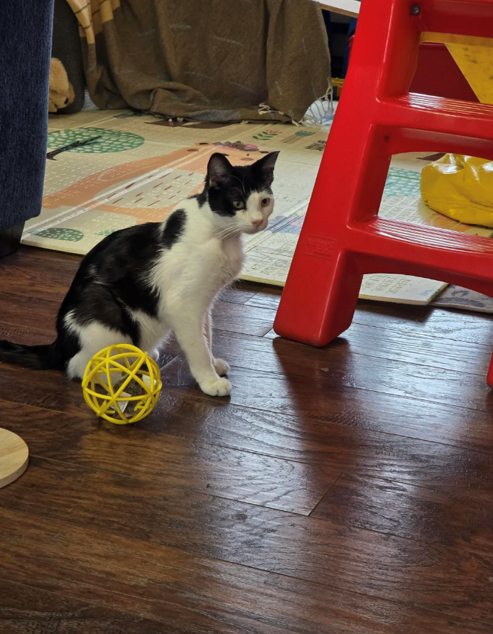 Cheezburger Image 10621233664