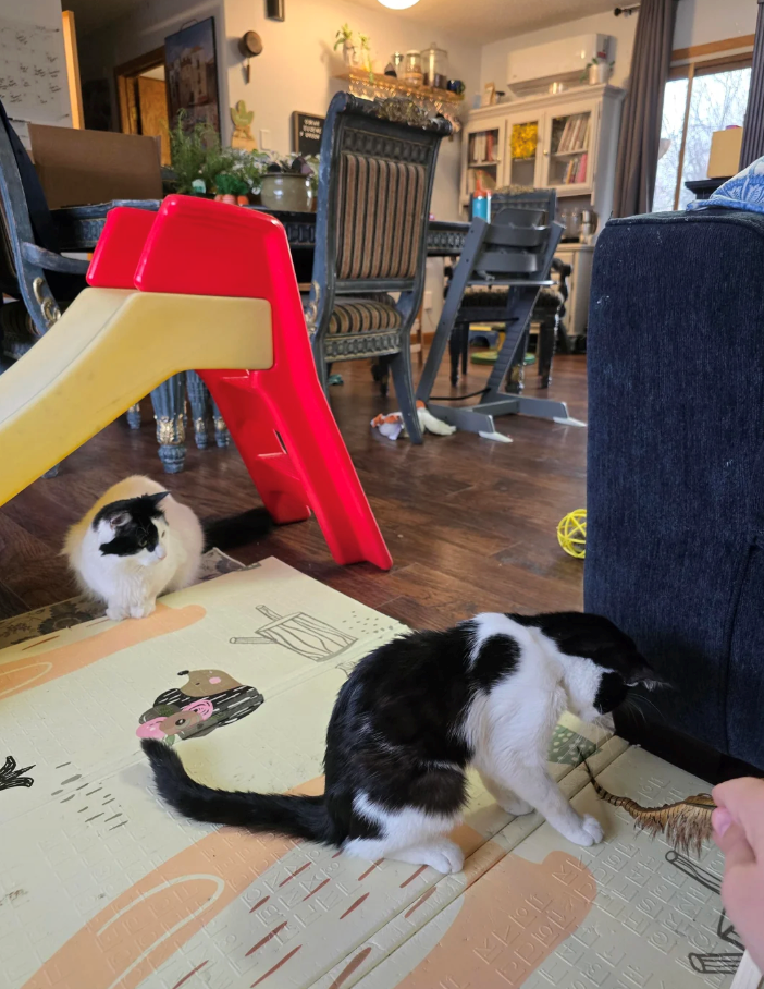 Cheezburger Image 10621234176