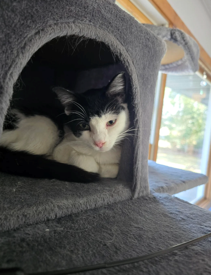 Cheezburger Image 10621234432