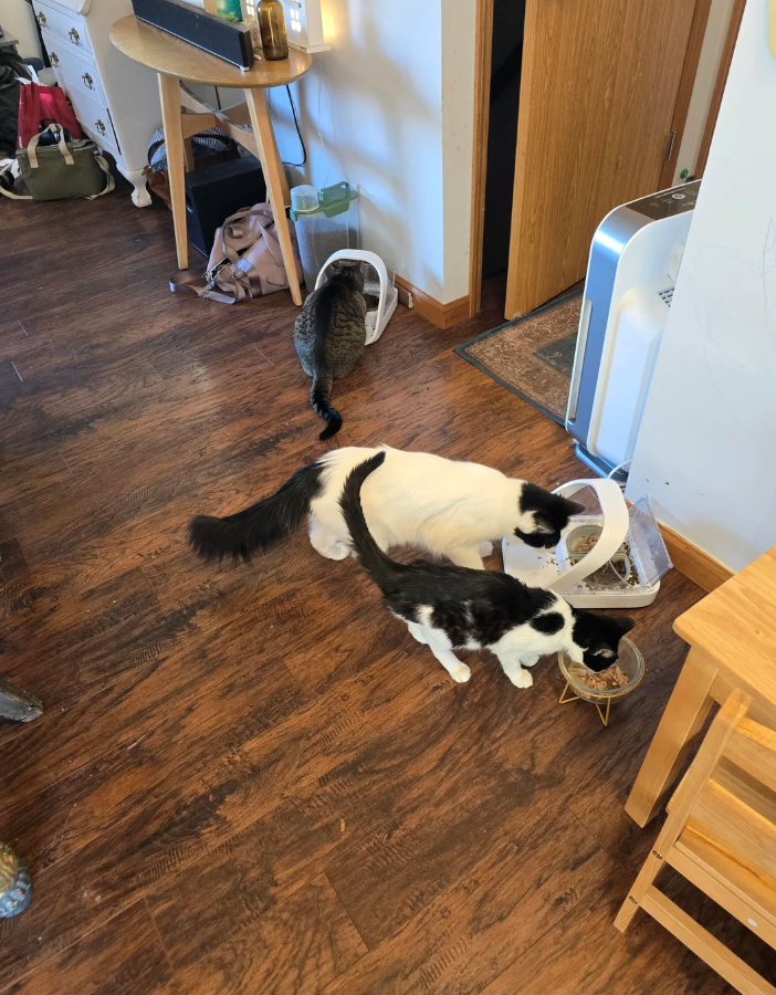 Cheezburger Image 10621234944