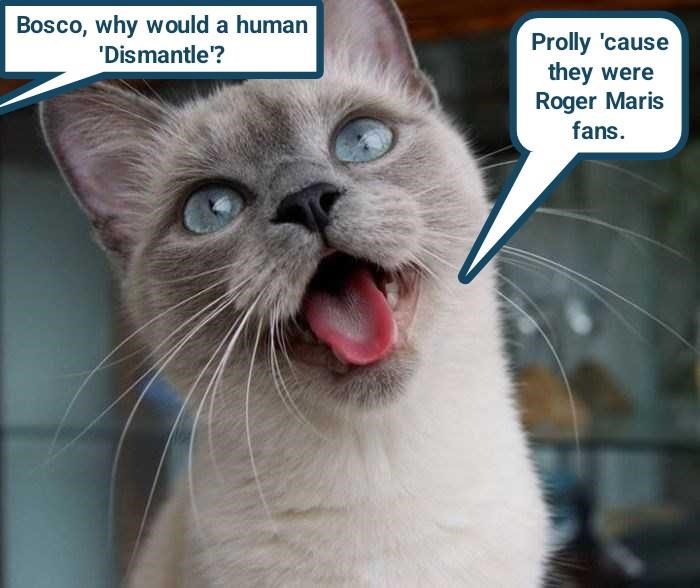 Cheezburger Image 10621236480