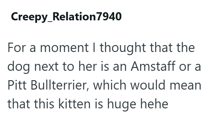 Creepy Relation7940 For a moment I thought that the dog next to her is an Amstaff or a Pitt Bullterrier, which would mean that this kitten is huge hehe