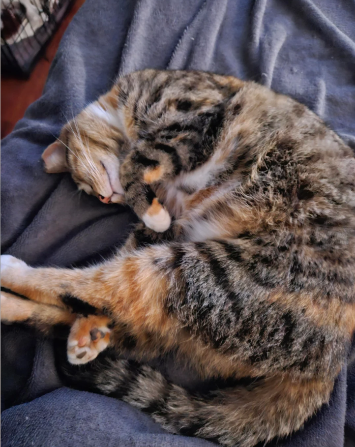 Cheezburger Image 10621241088