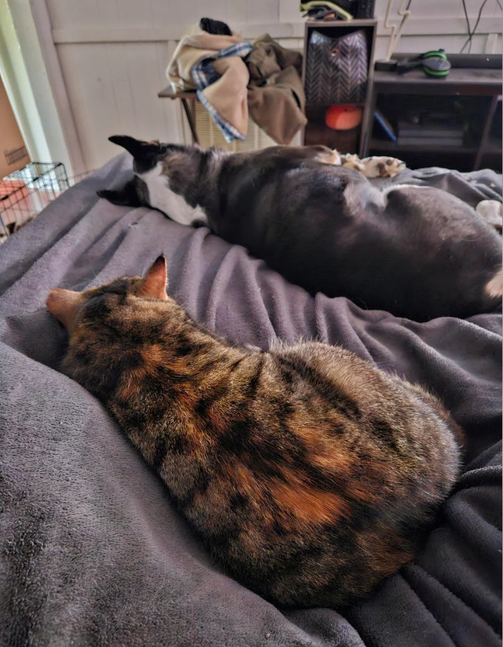 Cheezburger Image 10621241344