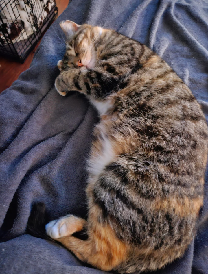 Cheezburger Image 10621241600