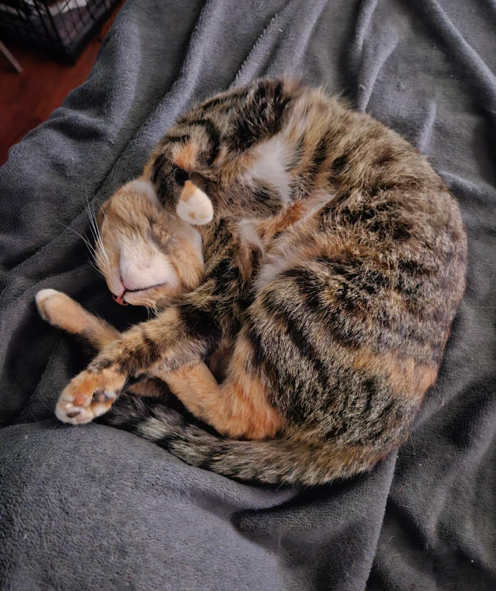 Cheezburger Image 10621241856