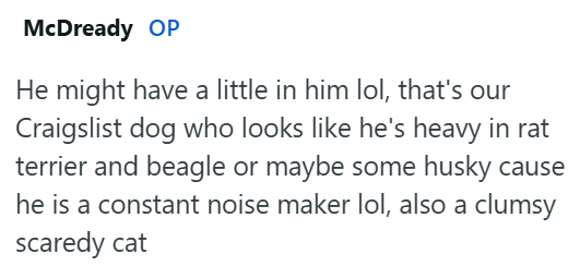 McDready OP He might have a little in him lol, that's our Craigslist dog who looks like he's heavy in rat terrier and beagle or maybe some husky cause he is a constant noise maker lol, also a clumsy scaredy cat