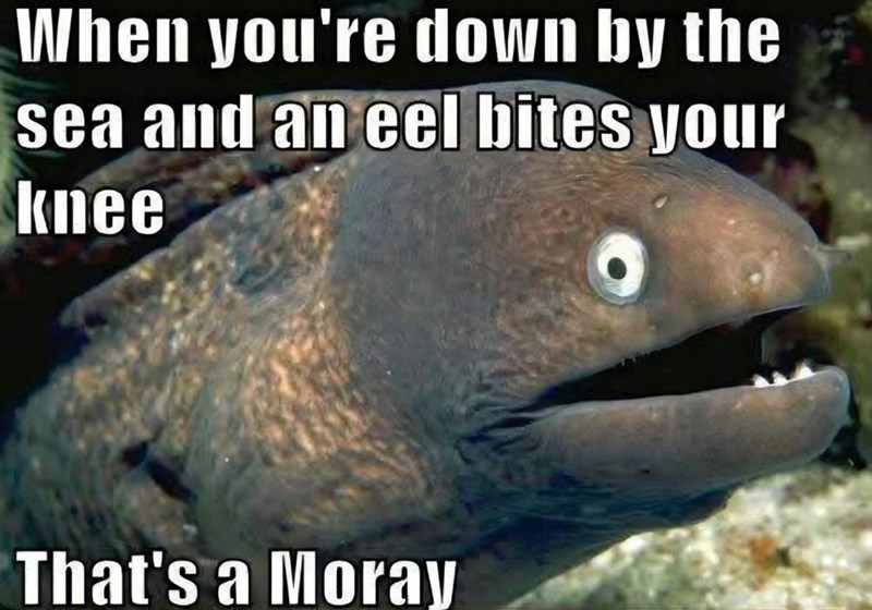 When you're down by the sea and an eel bites your knee That's a Moray
