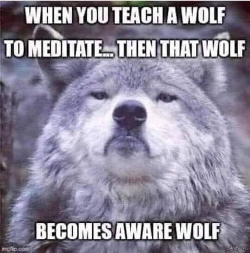 WHEN YOU TEACH A WOLF TO MEDITATE... THEN THAT WOLF imghip.com BECOMES AWARE WOLF