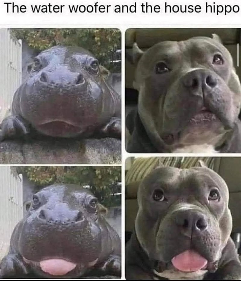 The water woofer and the house hippo